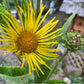 Elecampane Seeds