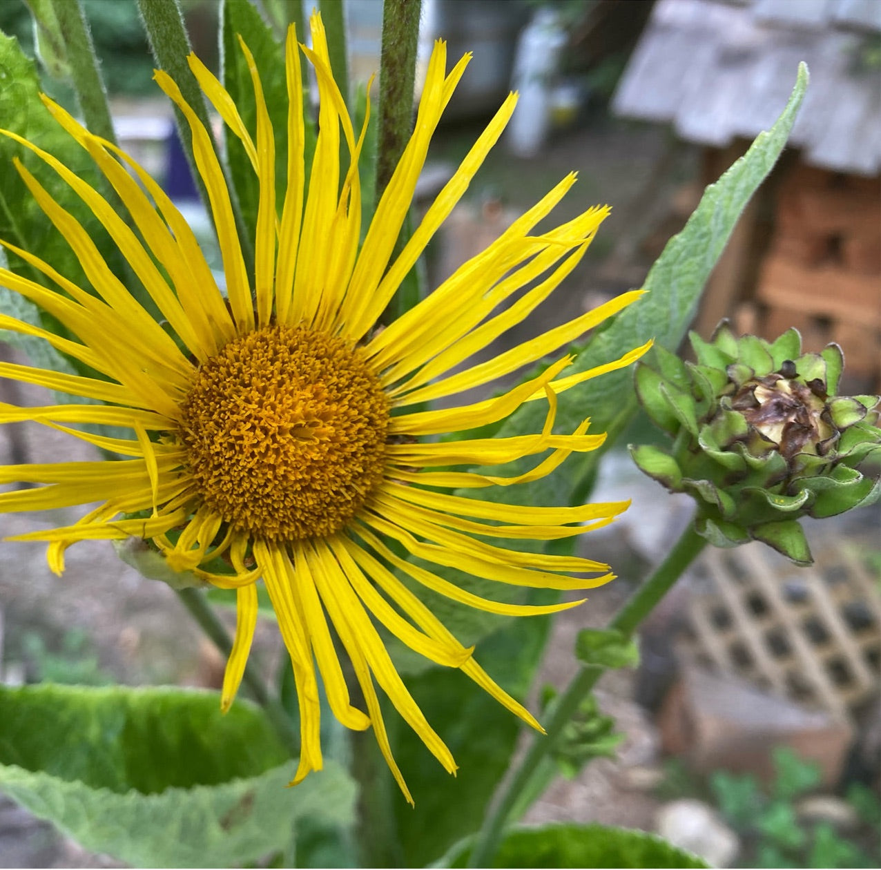 Elecampane Seeds