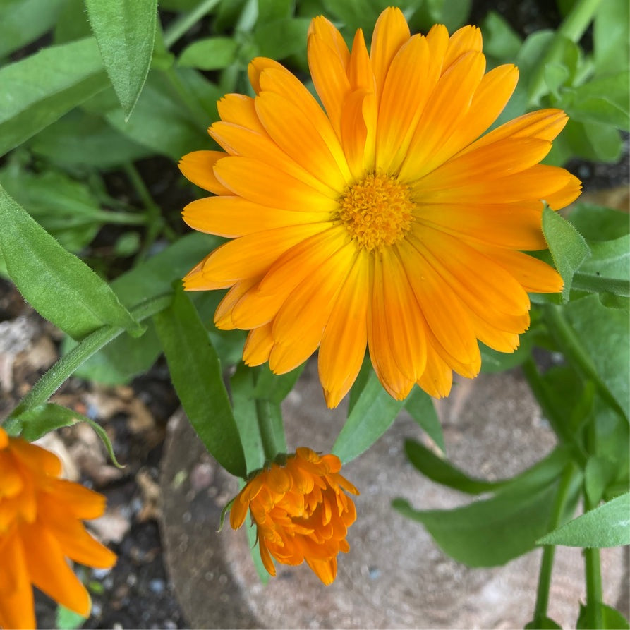 Calendula Seeds