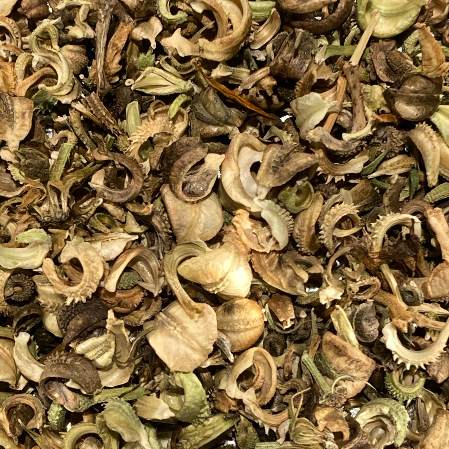 Calendula Seeds