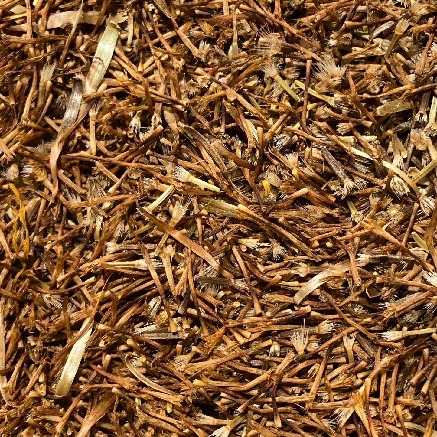 Elecampane Seeds