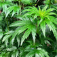 Motherwort Tincture
